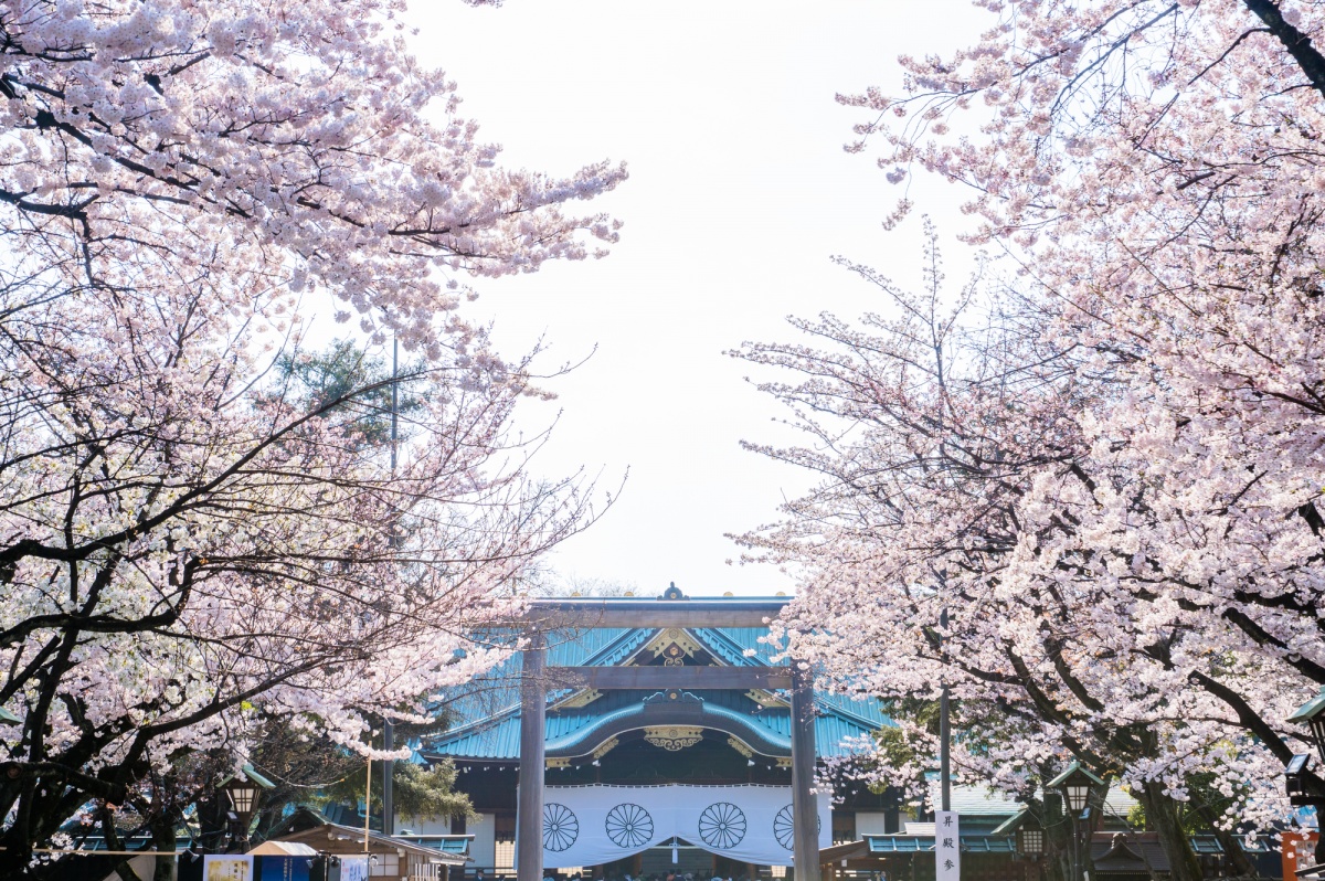 季节                      靖国神社内有被称为「标准木」的指标樱花