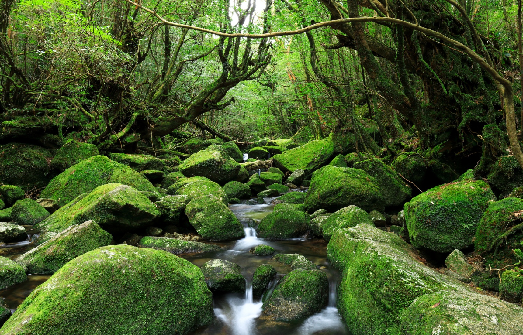 到原始森林秘境「屋久岛」拥抱自然享受最美的感动