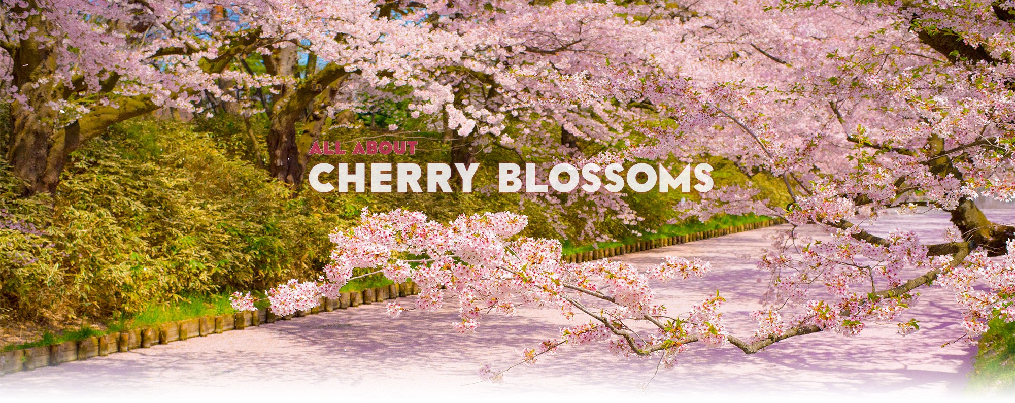 all about cherry blossoms in japan