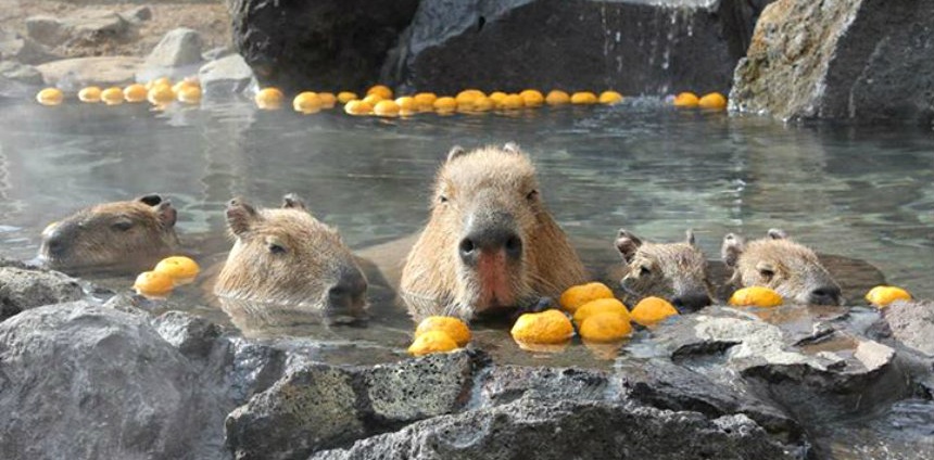 Adorable Capybara Hot Springs