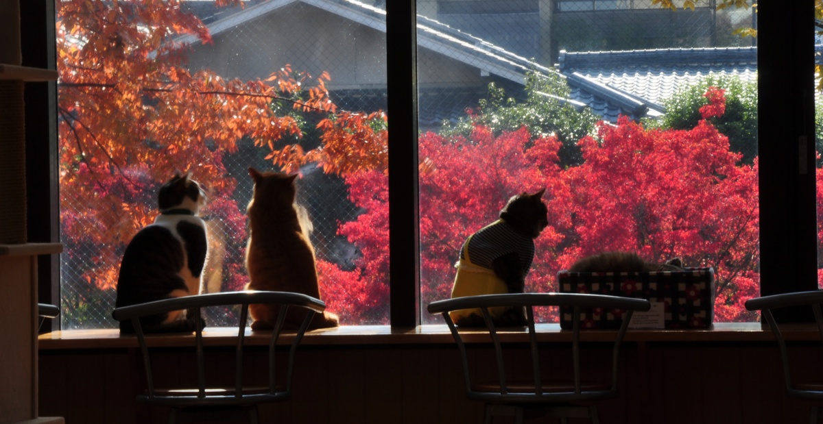 1. Cat Café Nekokaigi (Kyoto)