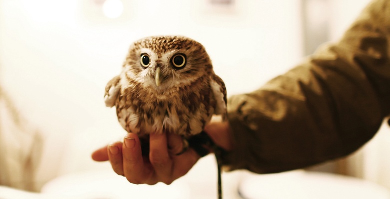 A National Who’s Whooo of Owl Cafés