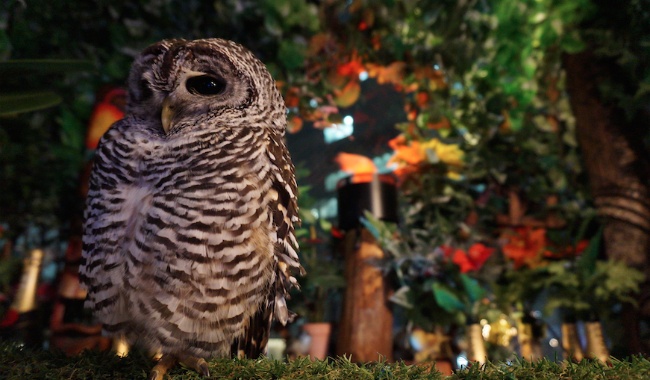 1. Owl no Mori (Tokyo)