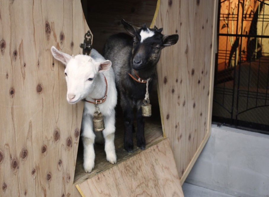 2. Sakuragaoka Goat Café (Shibuya)