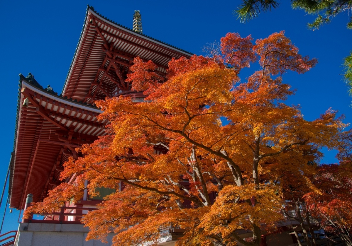 3. Naritasan Park & Naritasan Shinshoji Temple (Narita City)