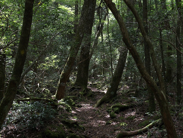 1. Aokigahara Forest  (Yamanashi Prefecture)