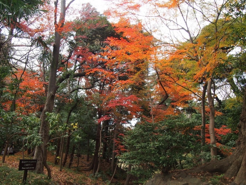 9. Koishikawa Korakuen