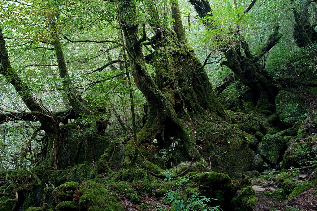 1. Princess Mononoke: Yakushima Island (Kagoshima)