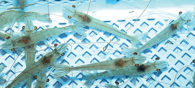 3. Sustainable Indoor Shrimp Farming (Niigata)