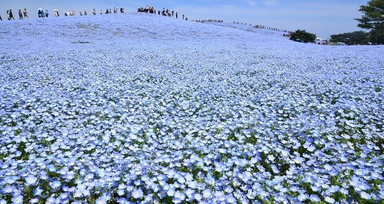 3. Hitachi Seaside Park (Ibaraki)