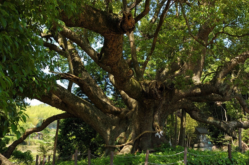 Yamaguchi — Kawatana no Kusu Forest