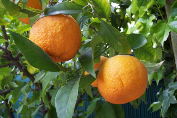 Daidai—Japanese bitter orange
