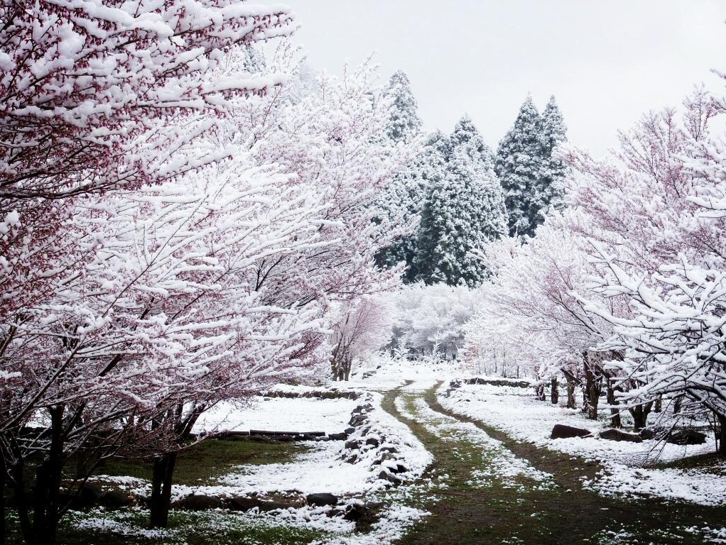 3. You Could Catch Cherry Blossoms with Snow