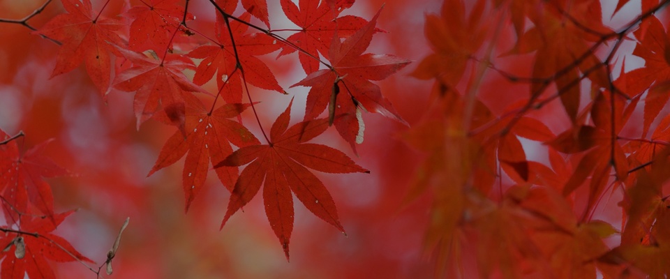 Autumn: September-November
