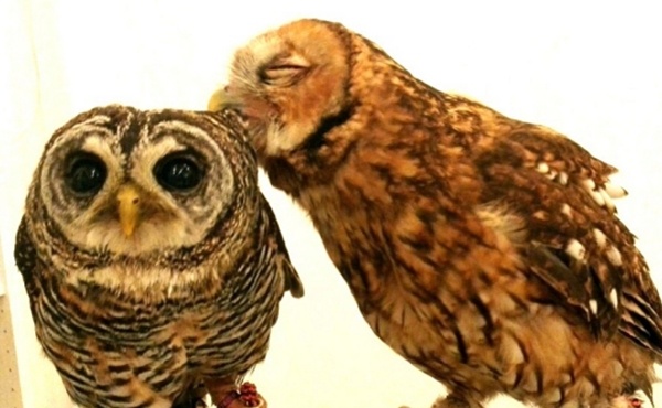 Owl Family Osaka (Tenjinbashi)