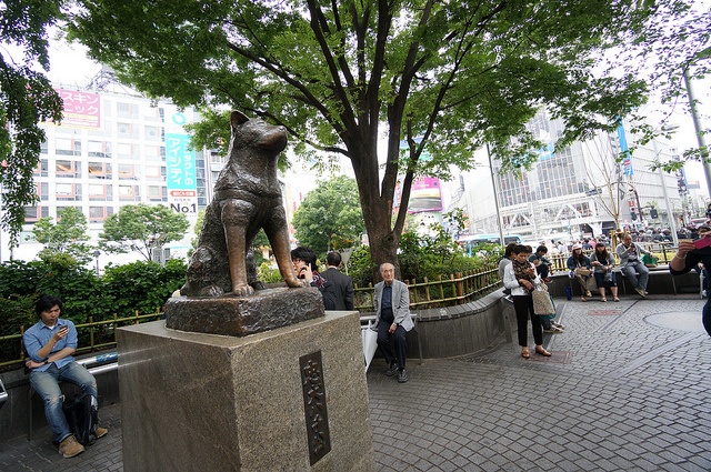 Hachi Today