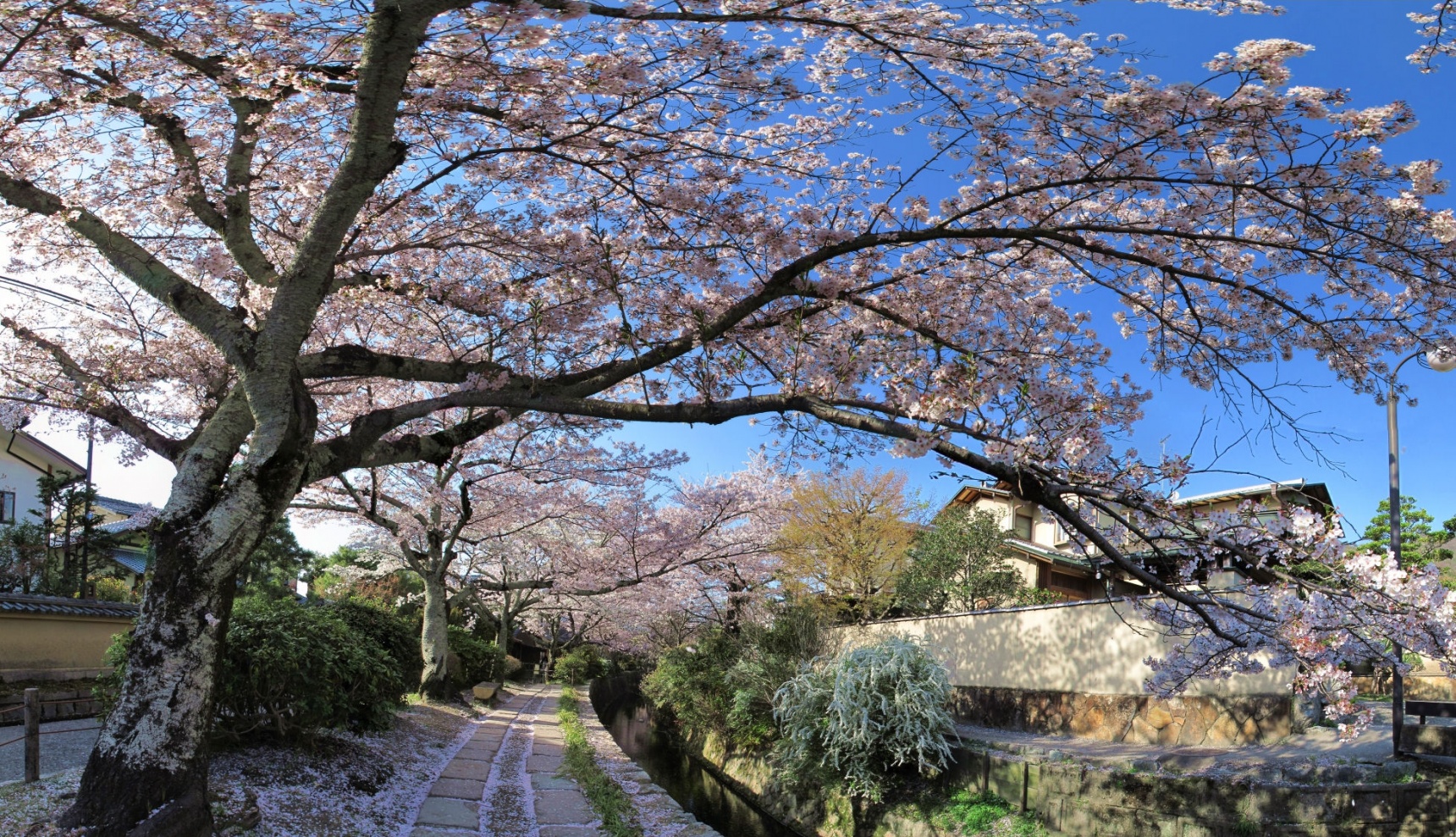 走出东京 —— 日本各地赏樱热点集萃