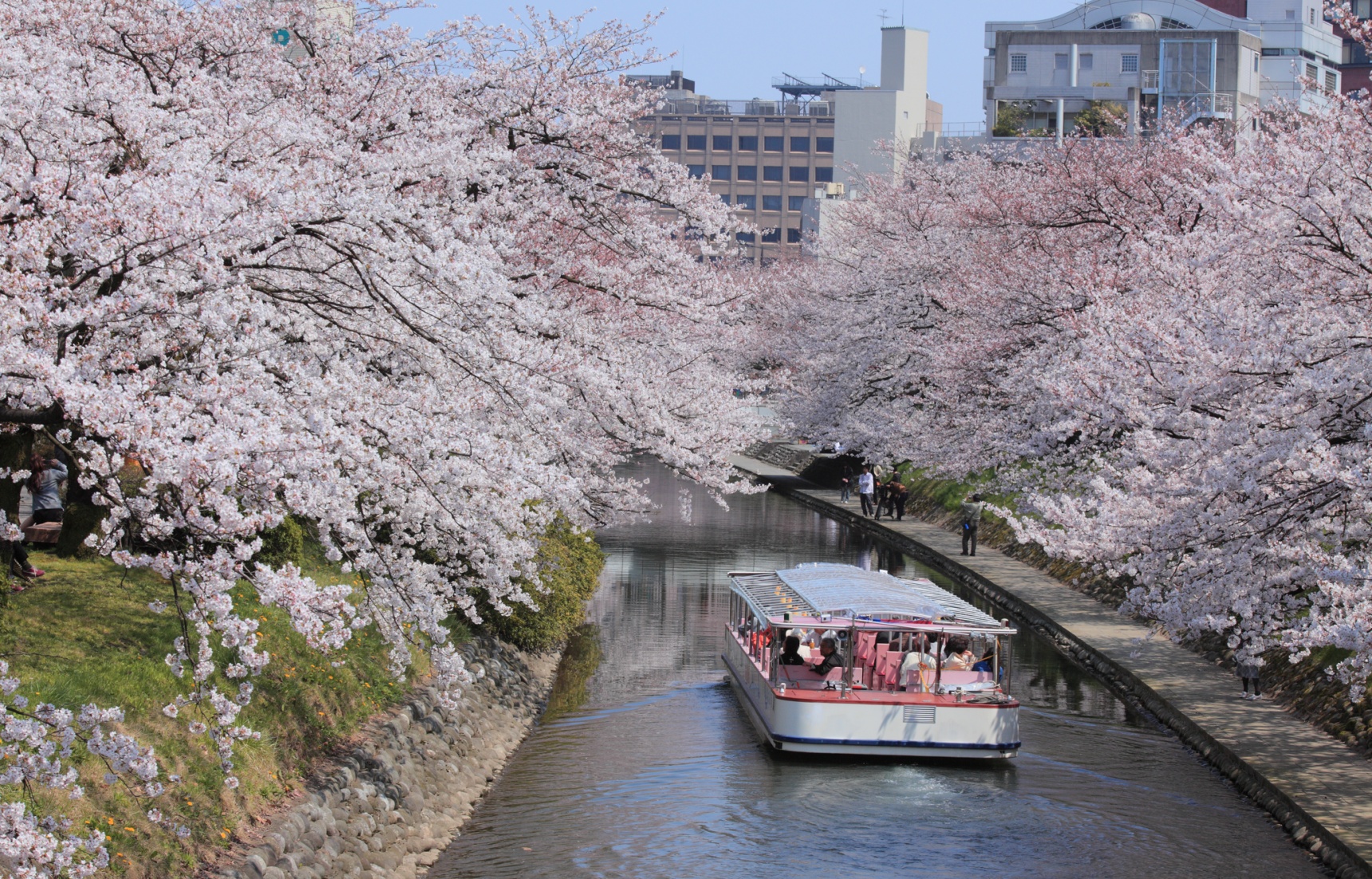 3 Breathtaking Cherry Blossom Spots in Toyama