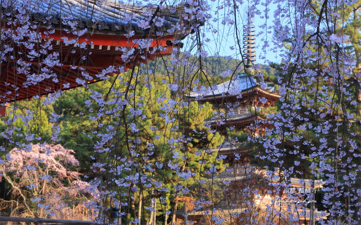 京都篇
