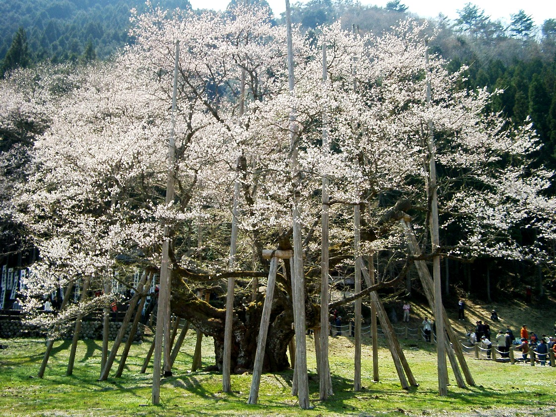 Usuzumi Sakura (Motosu City, Gifu)