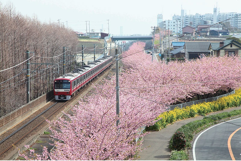 2. Miura Coast’s Kawazu Cherry Blossoms (Kanagawa)