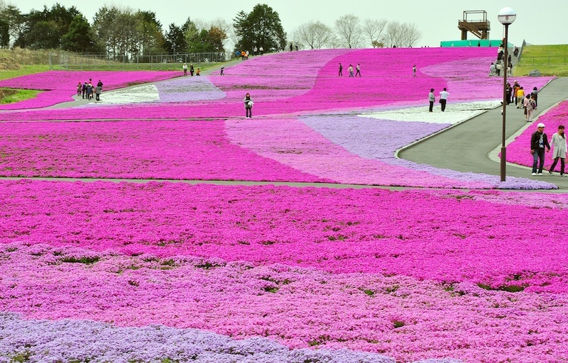 5 Lesser-Known Sakura Spots Around Tokyo