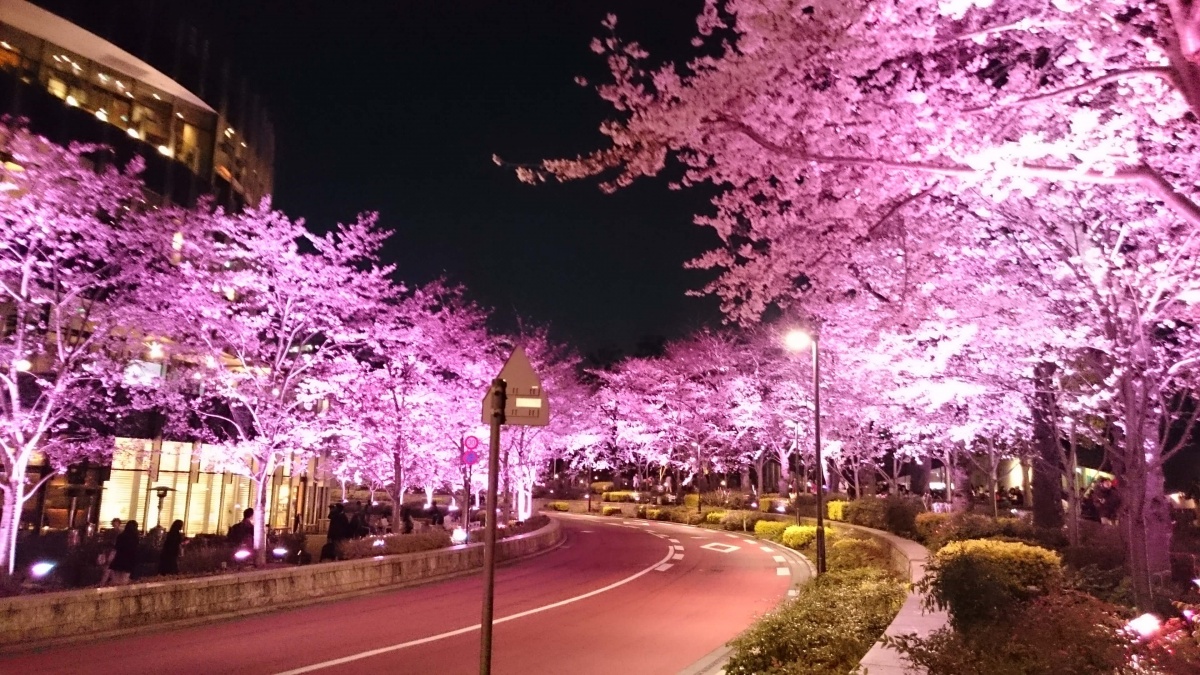 觀賞地1：東京 六本木 アークヒルズ