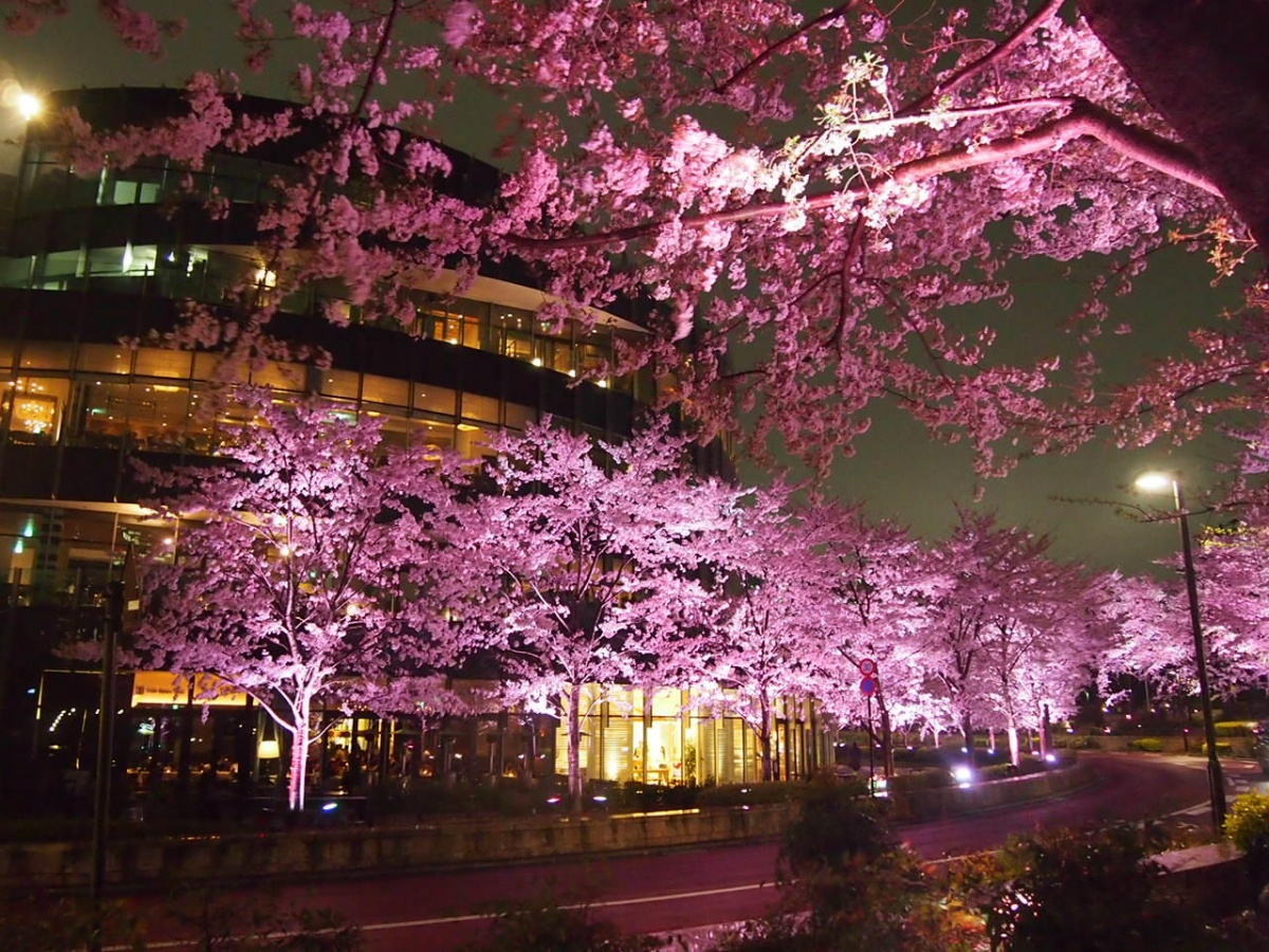 觀賞地2：東京 六本木 Midtown