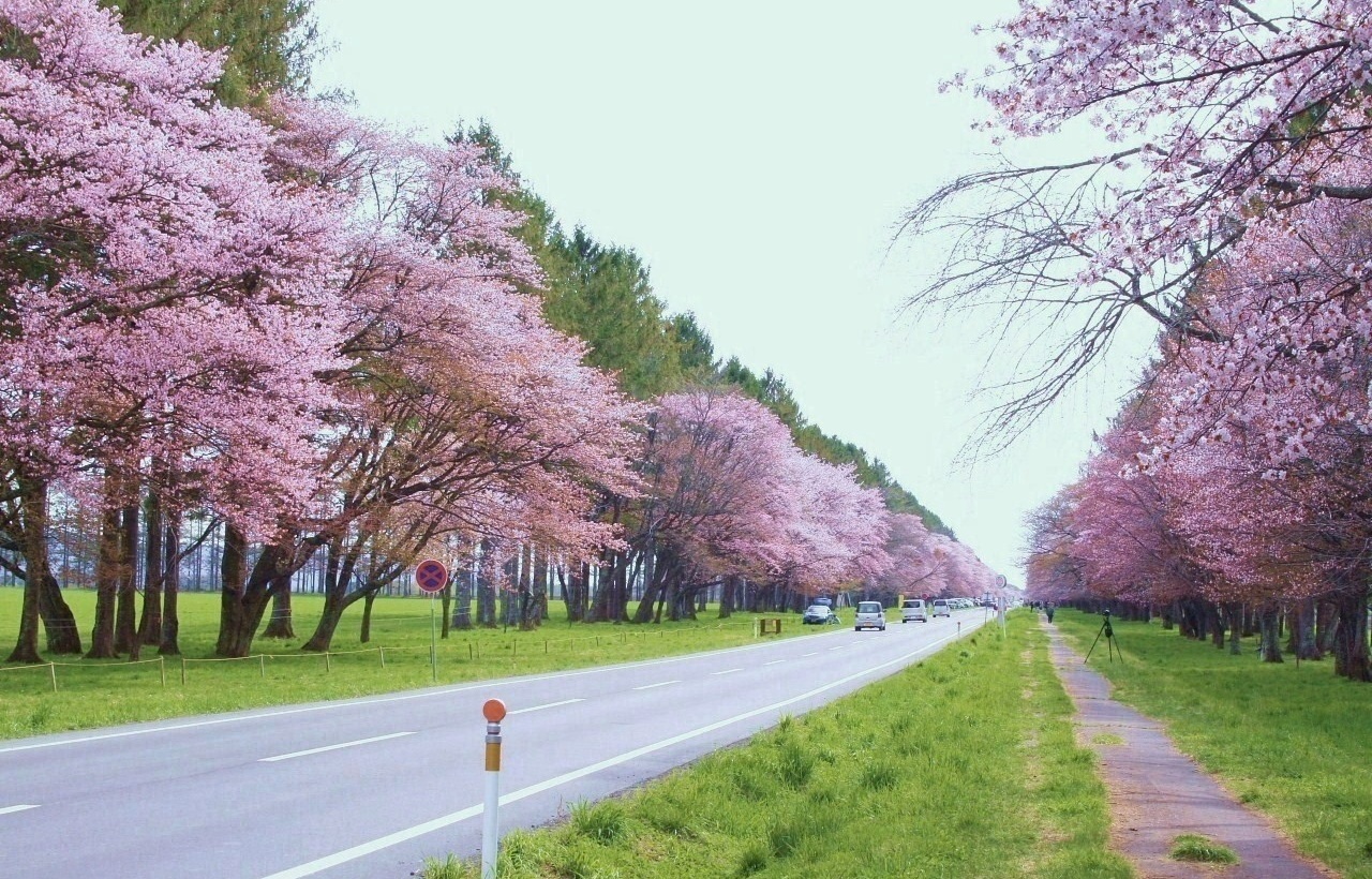 北海道二十间道路樱花道，在落樱时节释放绵长的美丽