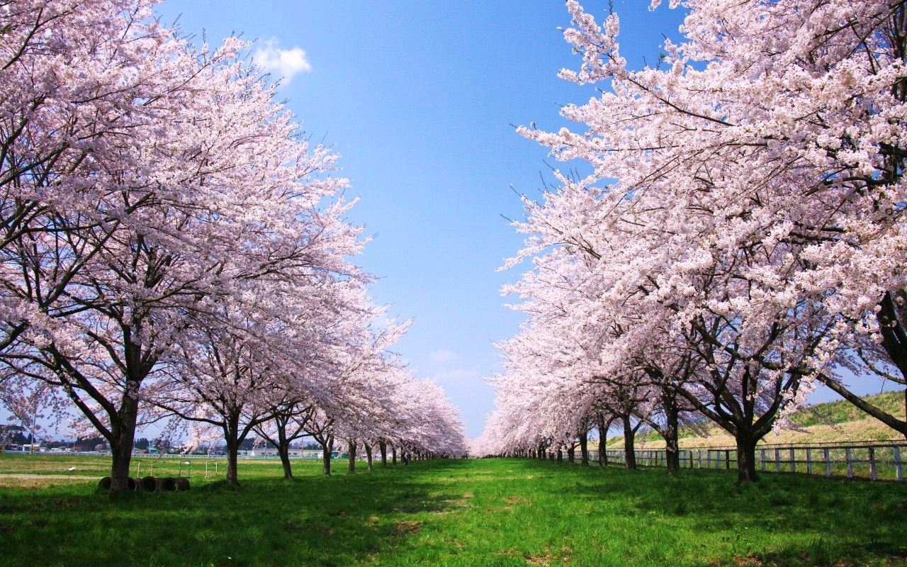 领略日本五大名樱的风采