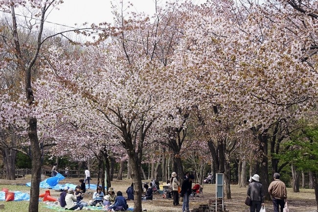 1. Maruyama Park & Hokkaido-jingu Shrine