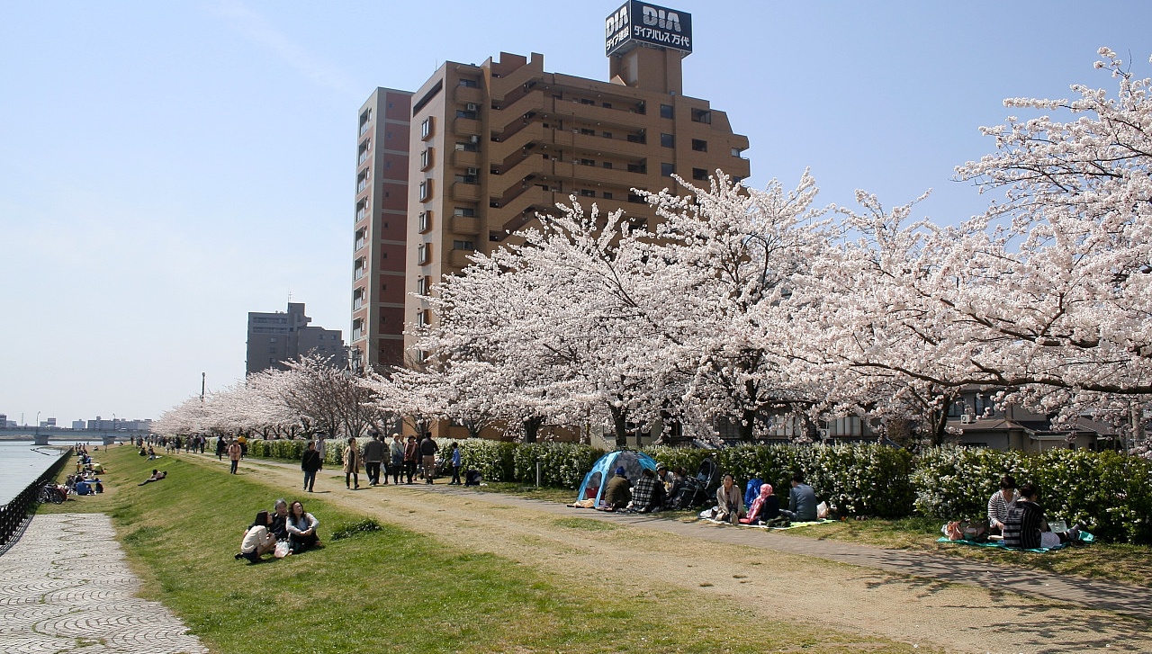信濃川邊賞櫻花，看日本第一大河和櫻花交相輝映