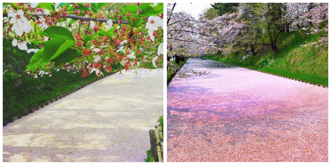 These Sakura Petals Float on a Moat