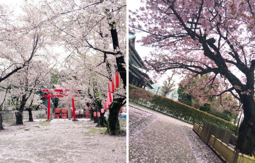 Tokyo's Final Photos of the Sakura Season?