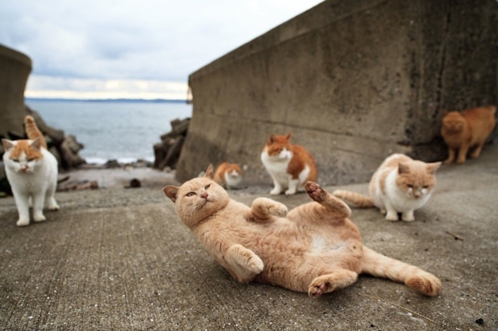 1. เกาะแมว Tashirojima (Miyagi)