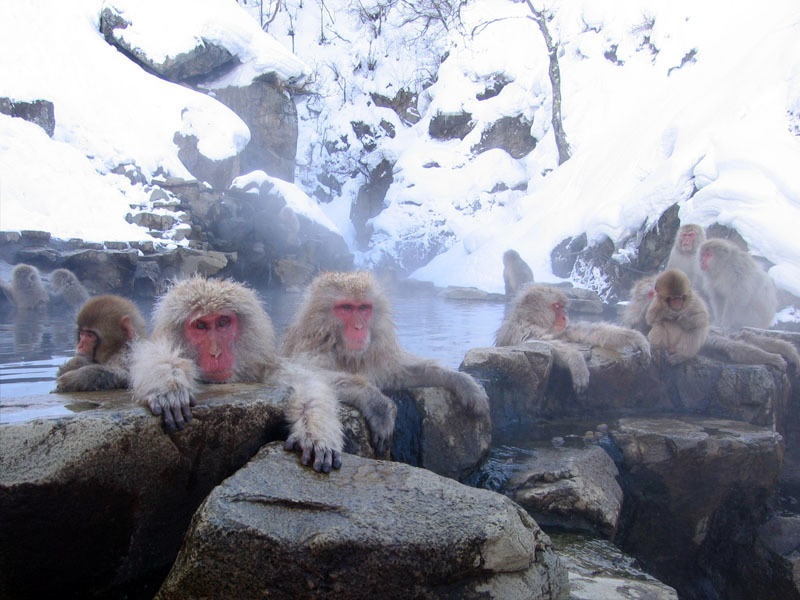 4. บ่อน้ำร้อนลิง Jigokudani (Nagano)