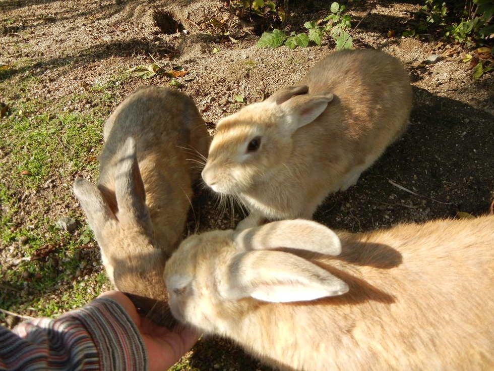 3. เกาะกระต่าย Okunoshima (Hiroshima)