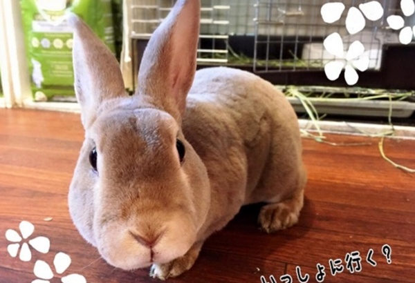 2. Play with Bunnies in Asakusa