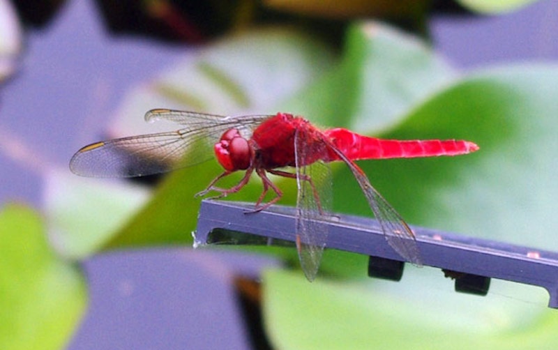 'Aka-Tombo' — The Red Dragonfly