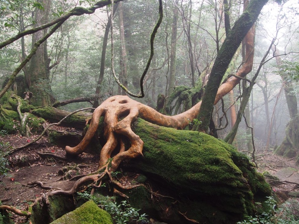 5. Strange-Looking Trees