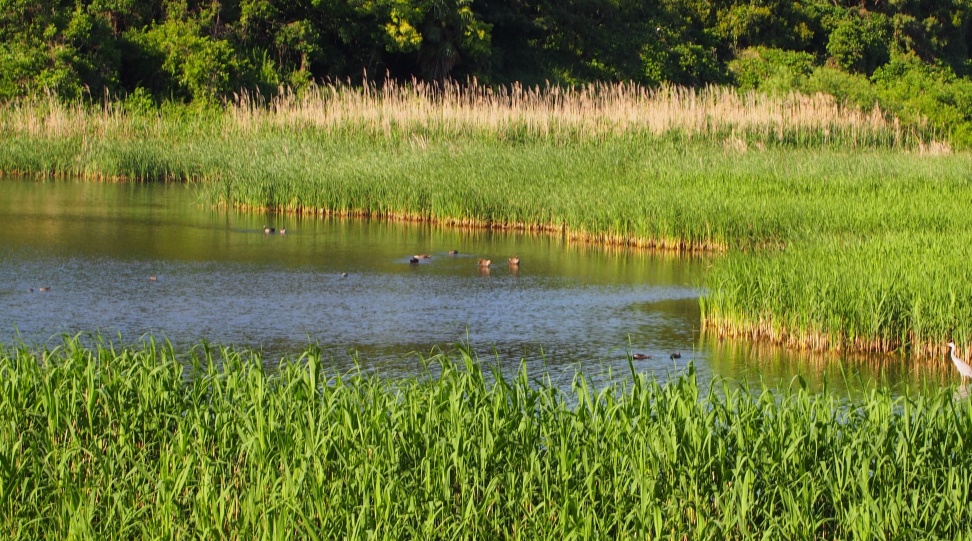 5. Freshwater Ponds