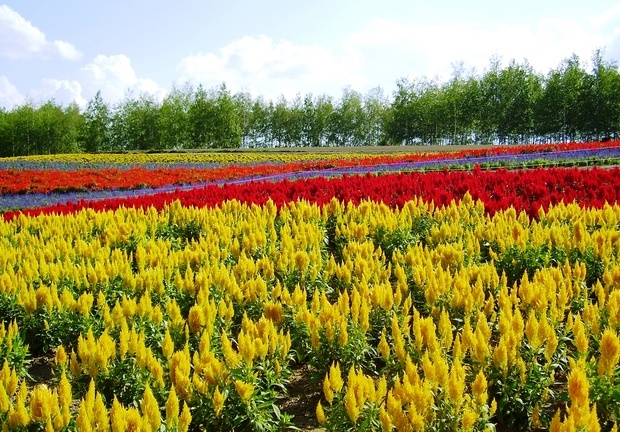 Bright Stripes of Shikisai no Oka