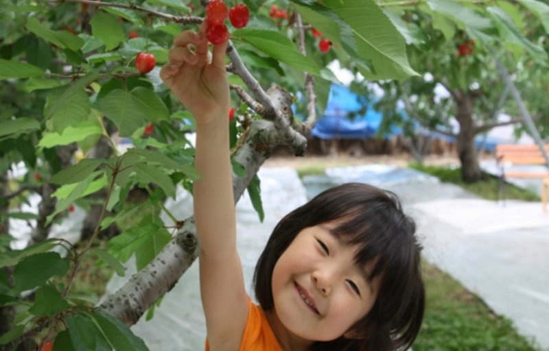 Fresh Cherry Picking in Numata