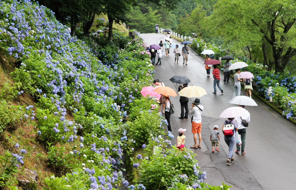 Gifu's Colorful Hydrangea Road