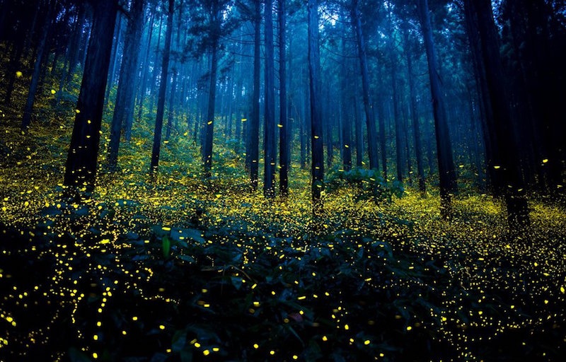 Magical Photographs of Fireflies in Japan