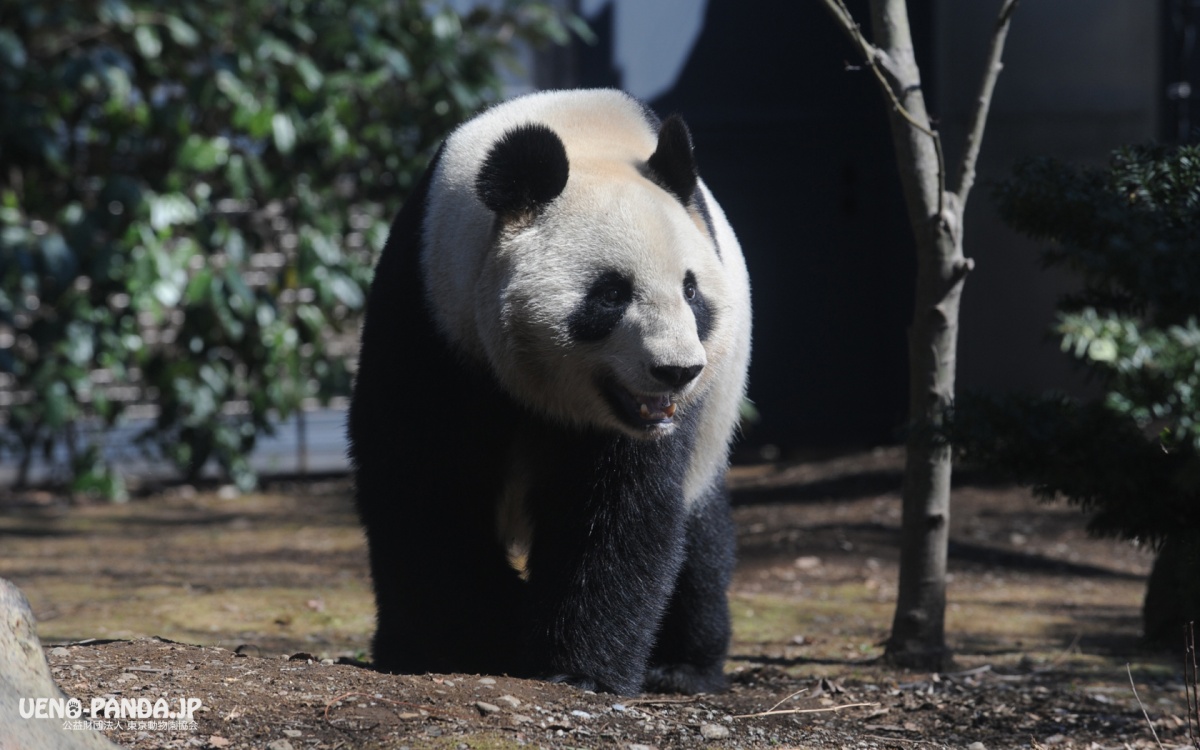 1. Ueno Zoo