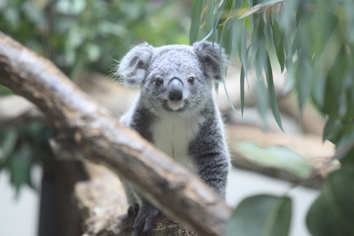 2. Tama Zoological Park