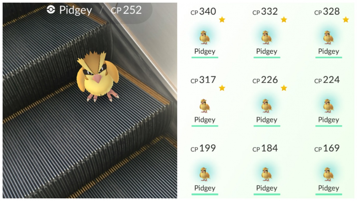 Pidgey Stacking