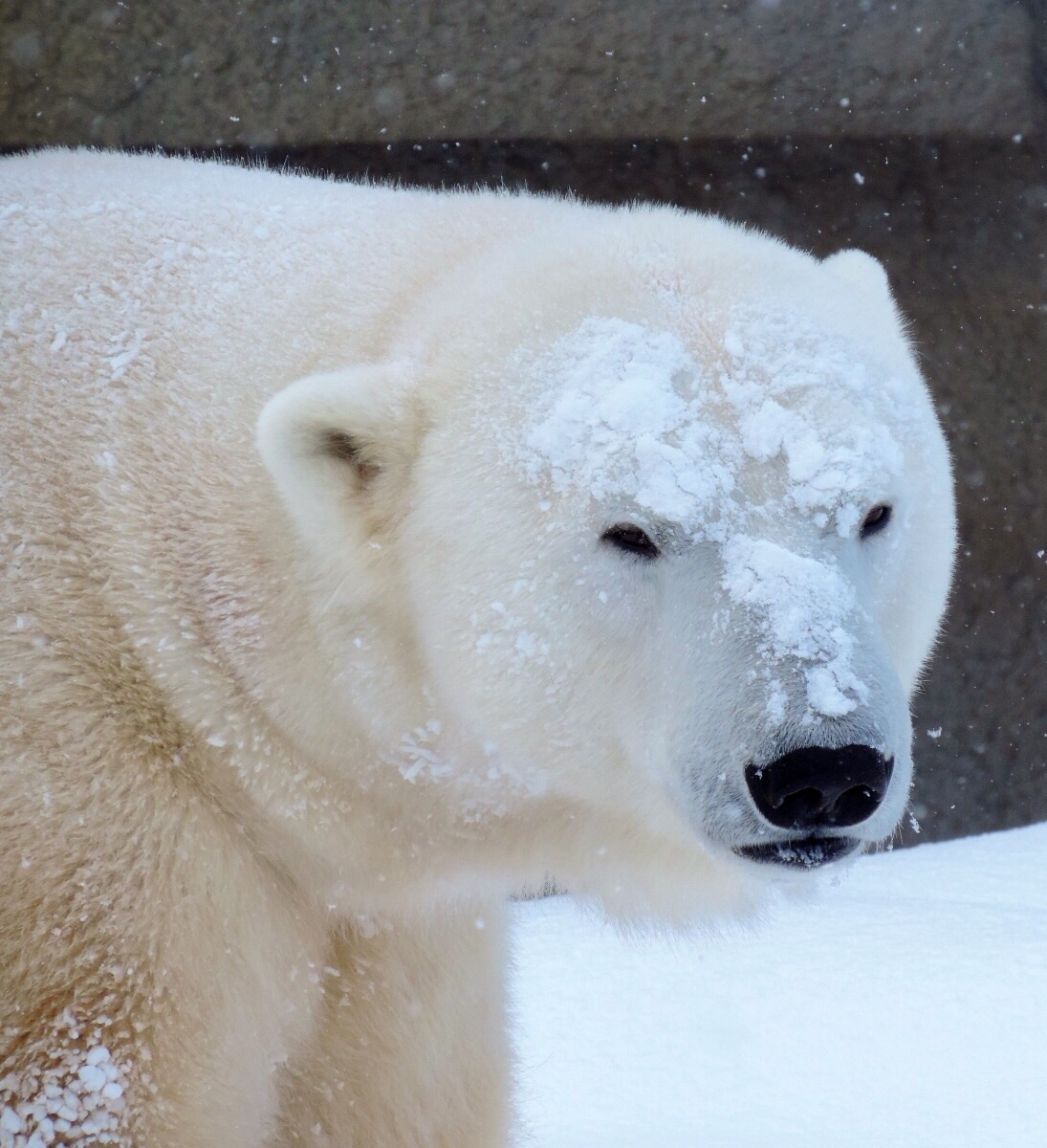2. 札幌圓山動物園里的北極熊