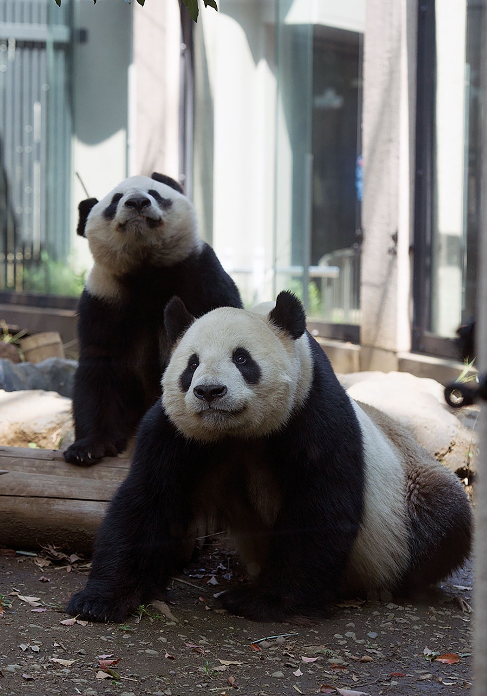 1. 上野動物園里的熊貓